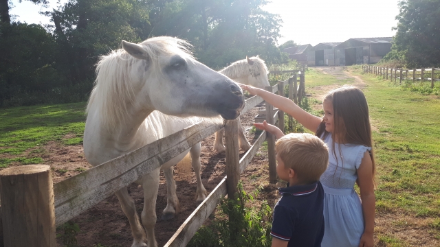 white-horses-12