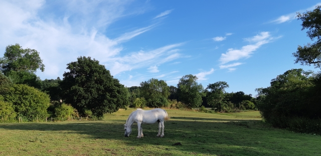 white-horses-13